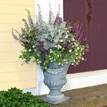  Silver Elegance Container Garden