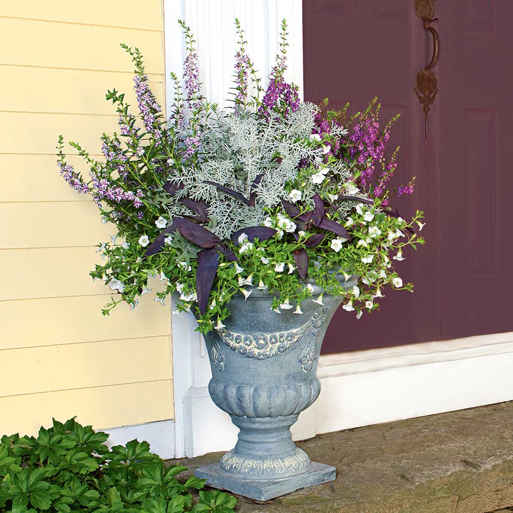 Silver Elegance Container Garden