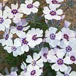  Phlox subulata 'North Hills'