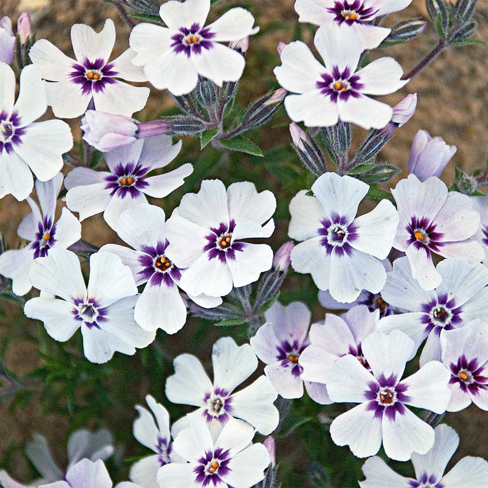 Phlox subulata 'North Hills'