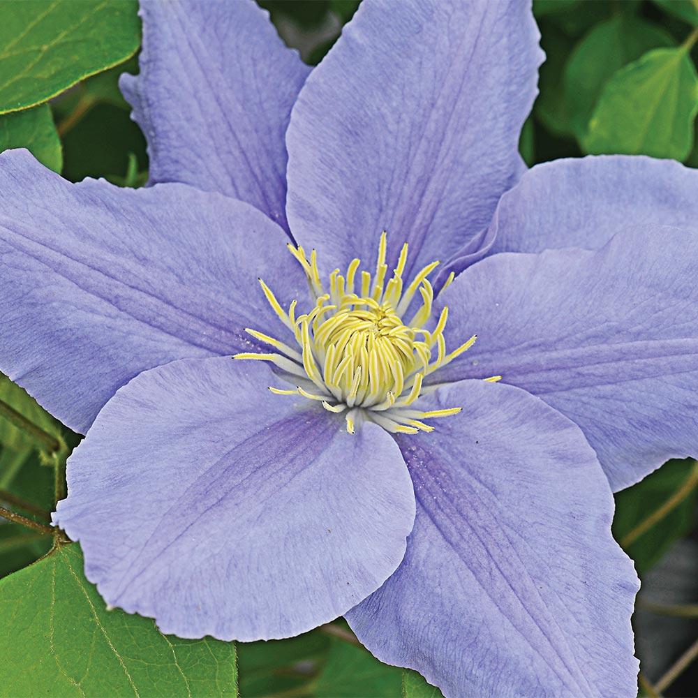 Clematis Zara™ Boulevard®