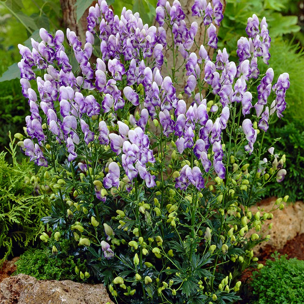 Aconitum x cammarum 'Bicolor'