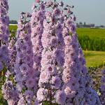  Delphinium elatum Highlander Cha Cha