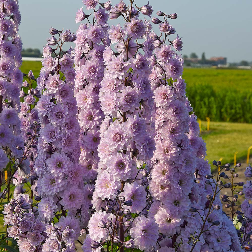 Delphinium elatum Highlander Cha Cha