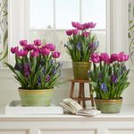  Spring Sonata Bulb Collection