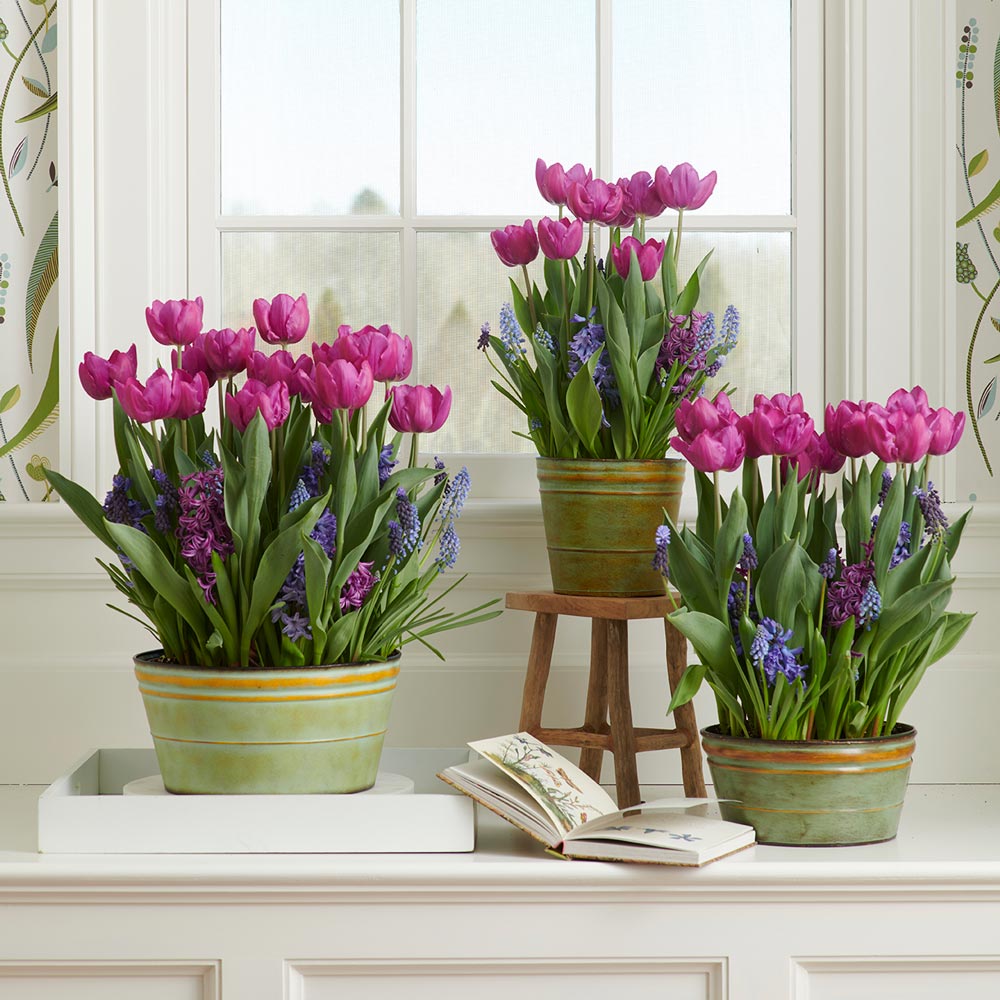 Spring Sonata Bulb Collection