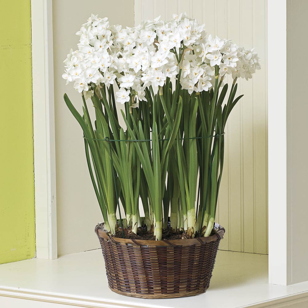 Paperwhite 'Ariel' Kit with basket