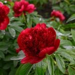 Herbaceous Peonies