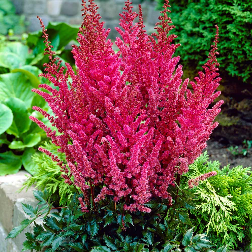 Astilbe 'Montgomery'