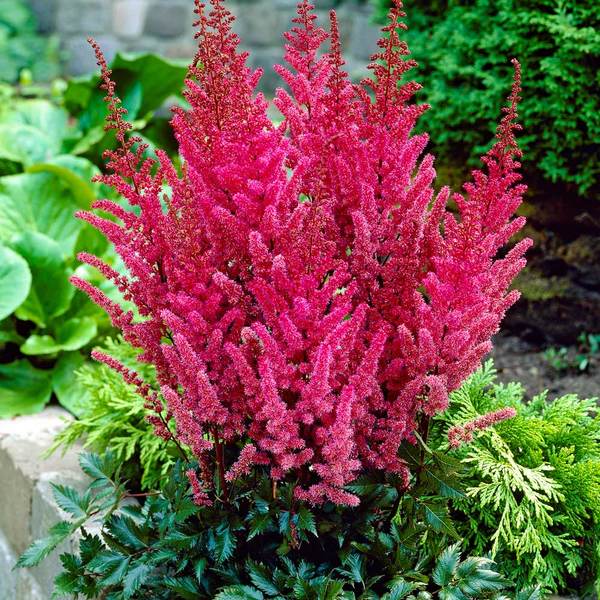 Astilbe flower clearance