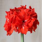  Amaryllis 'Double Circus'