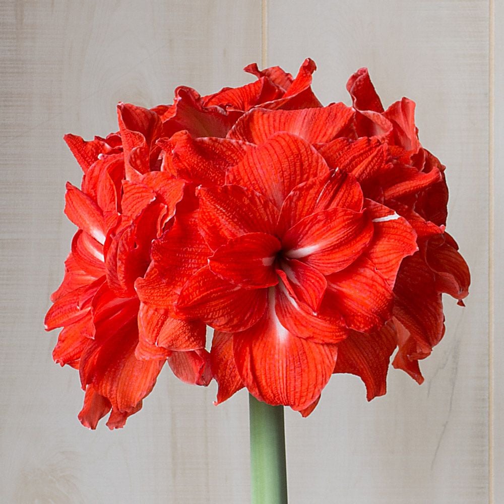 Amaryllis 'Double Circus'