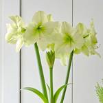  Amaryllis 'Fantasy Dream'