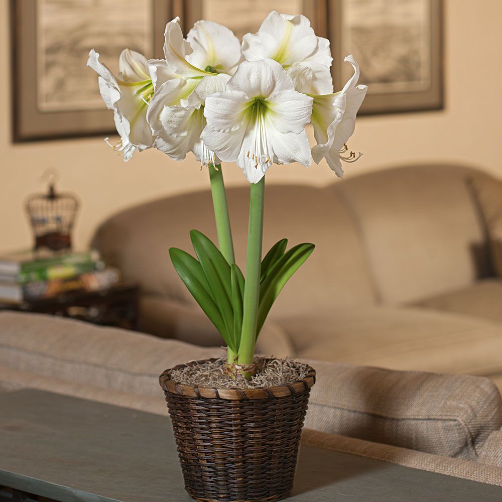 Amaryllis 'Matterhorn' | White Flower Farm