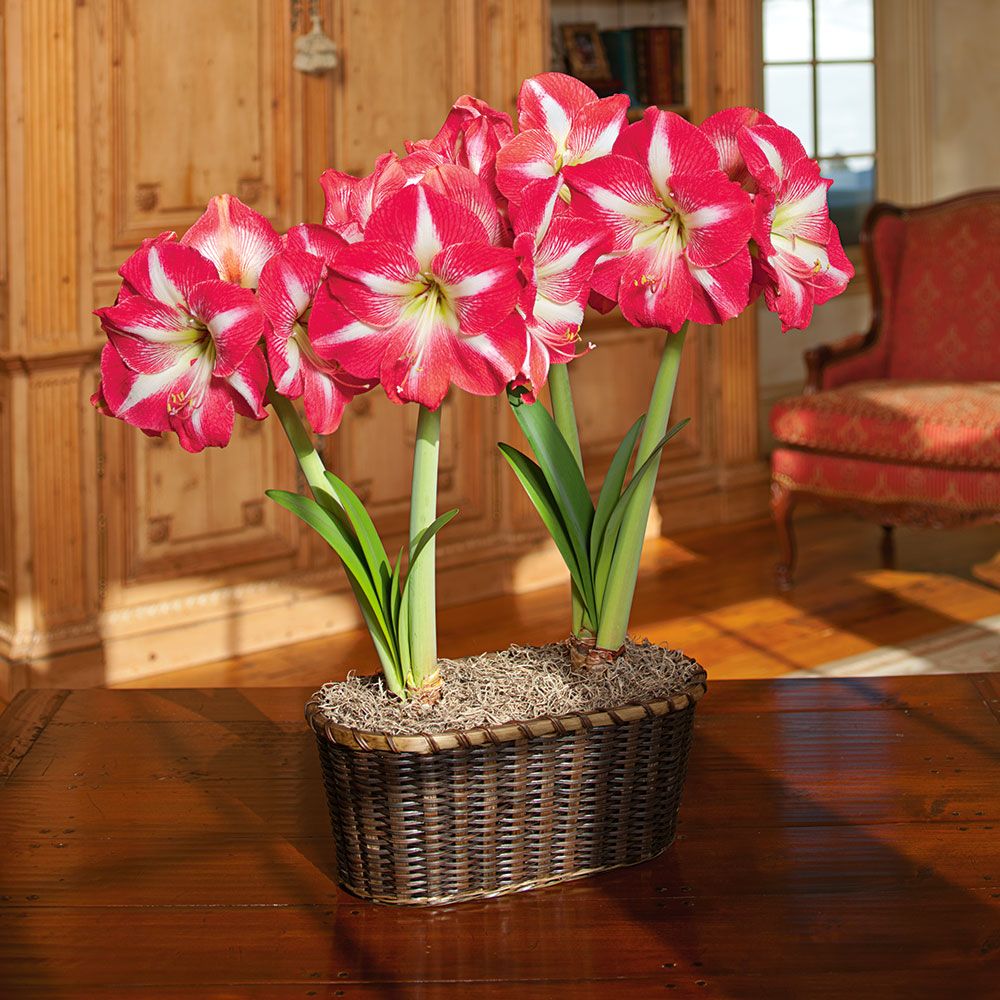 Amaryllis ‘Monte Carlo’ | White Flower Farm