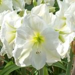  Amaryllis 'Moscow'