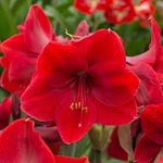  Amaryllis 'Red Label'