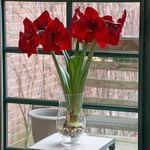  Amaryllis 'Red Reality'