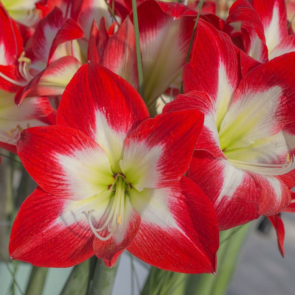 Amaryllis 'Très Chic'