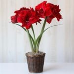  Amaryllis ‘Red Toro’