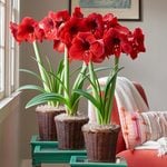  Red Amaryllis - Standard Shipping Included