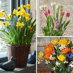  Three Months of Winter Bulb Gardens in 7