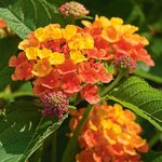 Annuals for Flower Beds