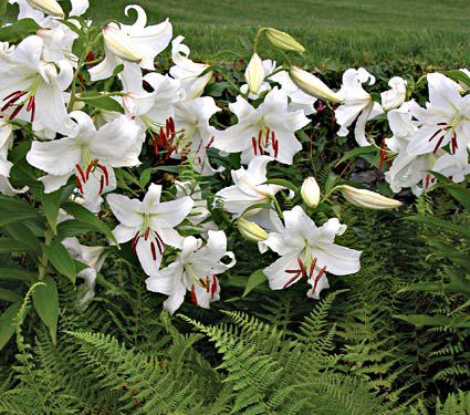 As Time Goes By - Casa Blanca Lilies and Ferns | White Flower Farm
