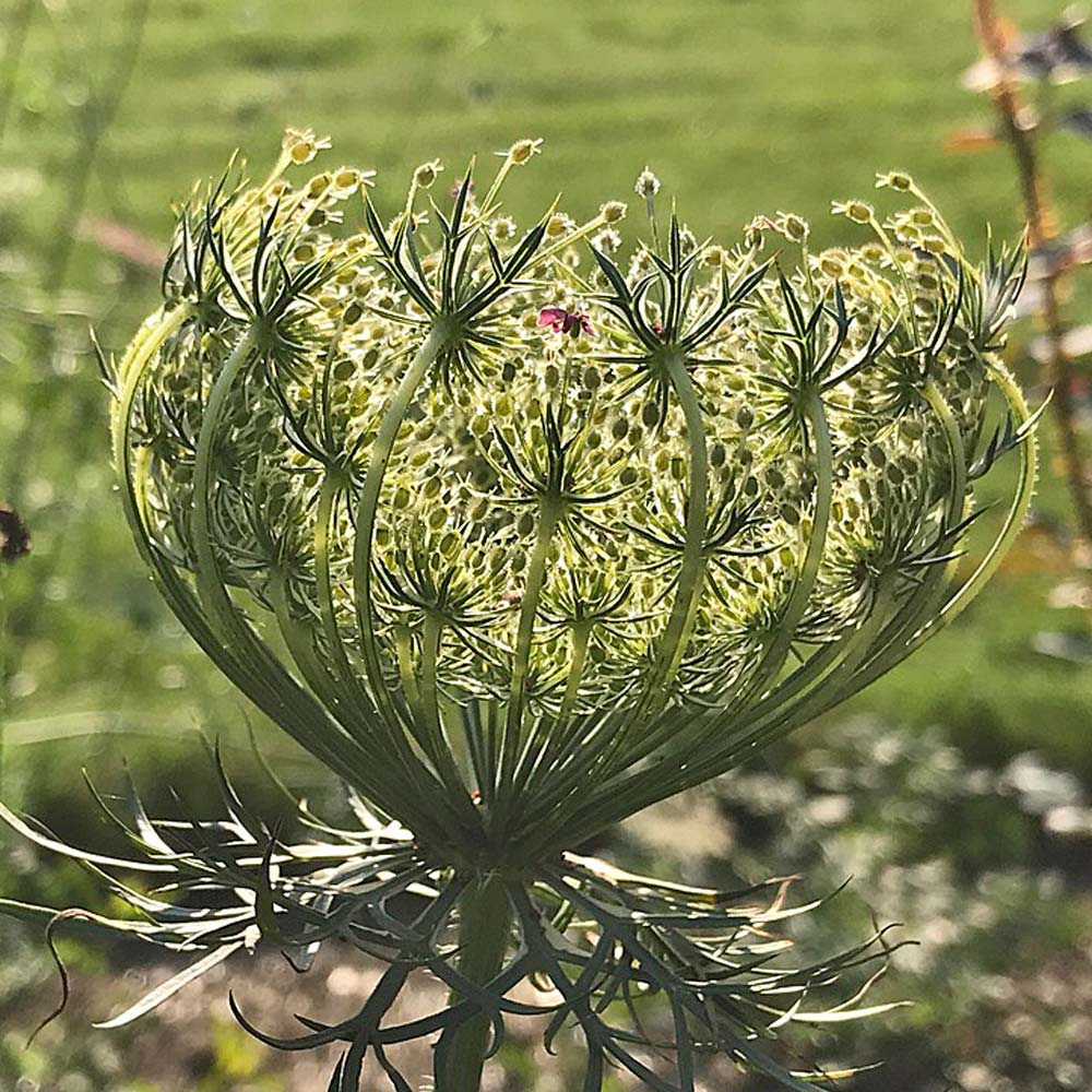 Daucus carota 'Dara' | White Flower Farm