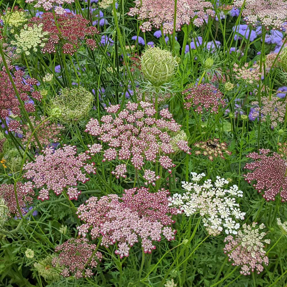 daucus-carota-dara