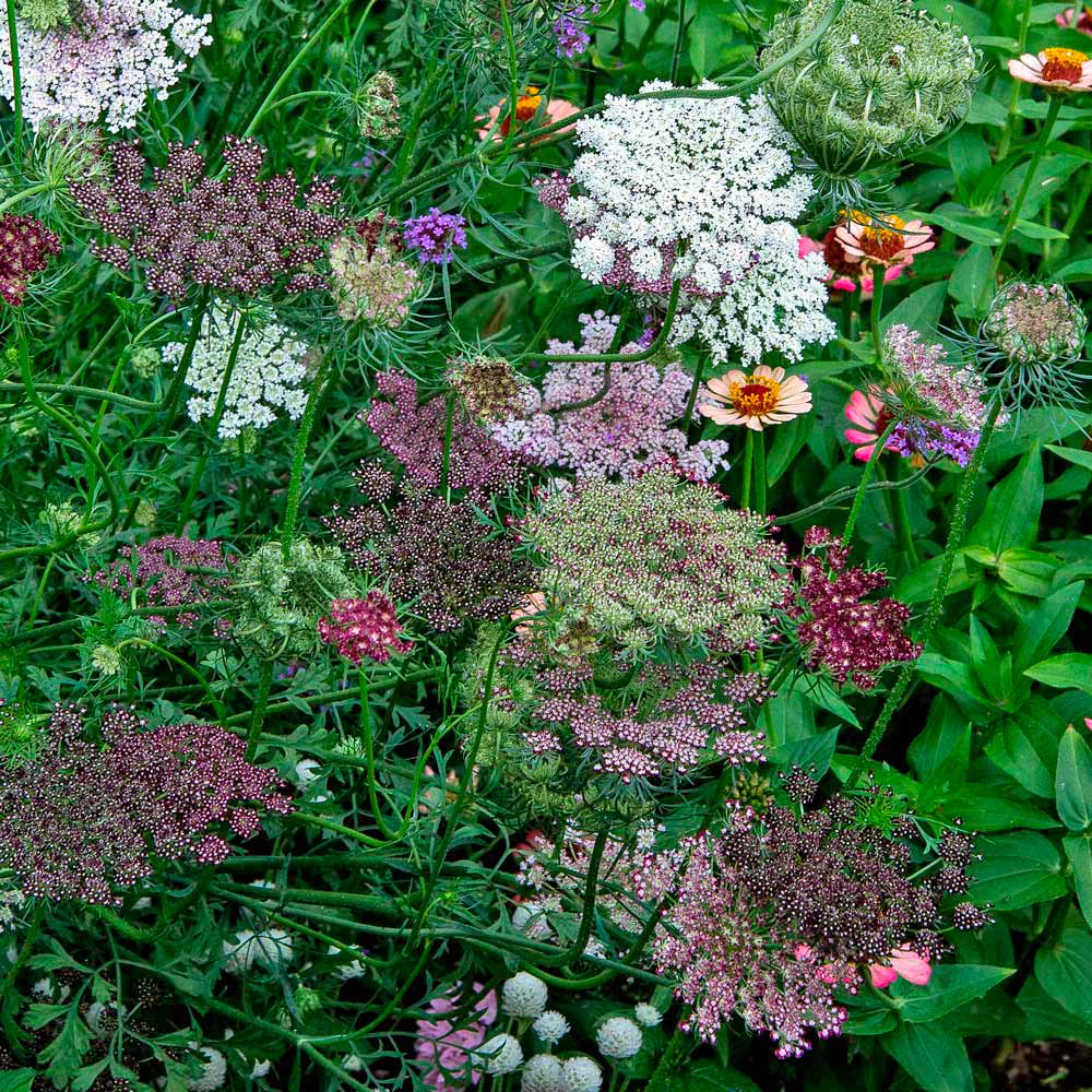 Daucus carota var. sativas - Queen Anne's Lace - Dara