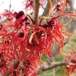  Hamamelis x intermedia 'Diane'