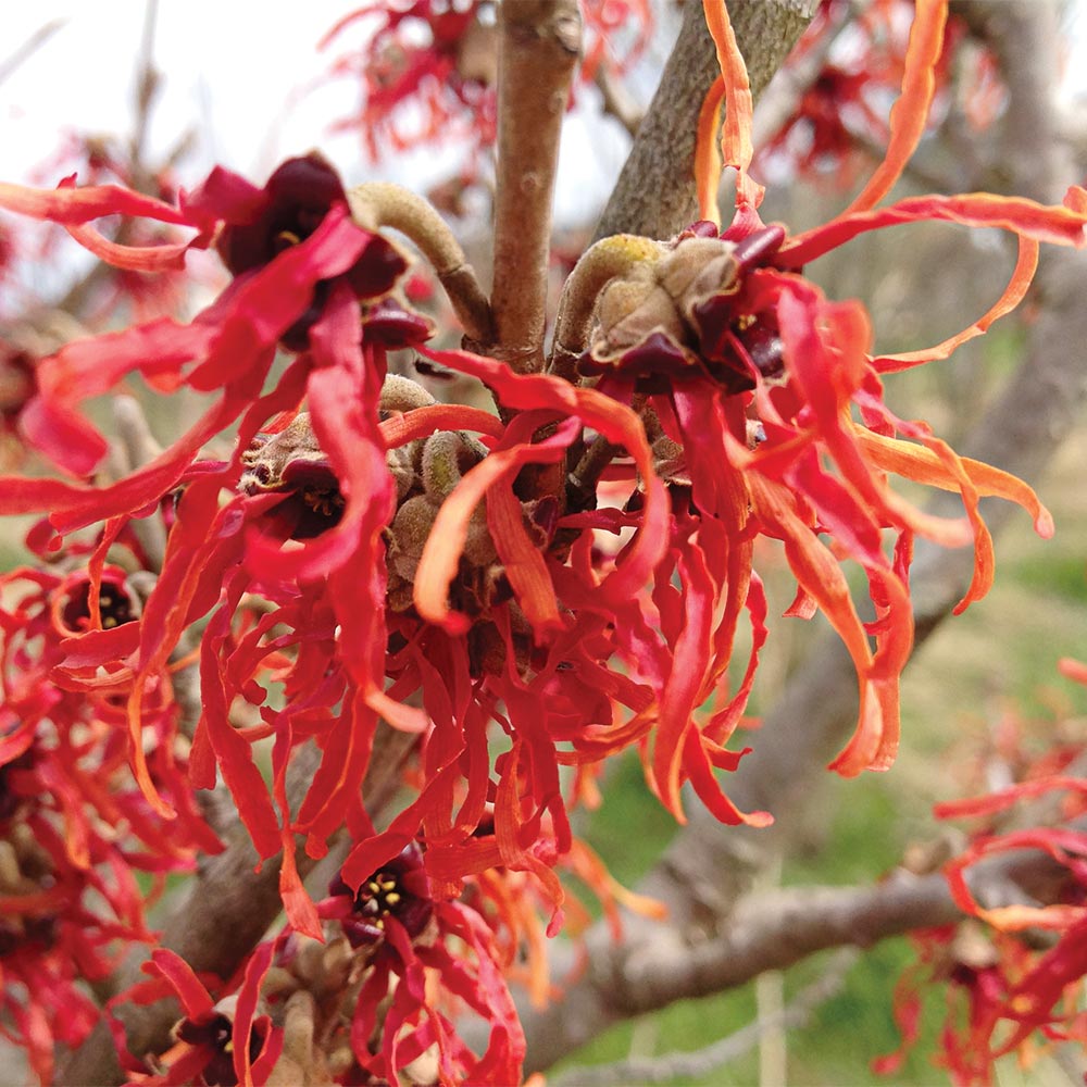 Hamamelis x intermedia 'Diane'