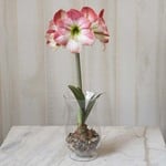  Amaryllis 'Apple Blossom,' one bulb with hurricane vase kit
