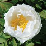  Paeonia suffruticosa 'Godaishu' - Tree Peony