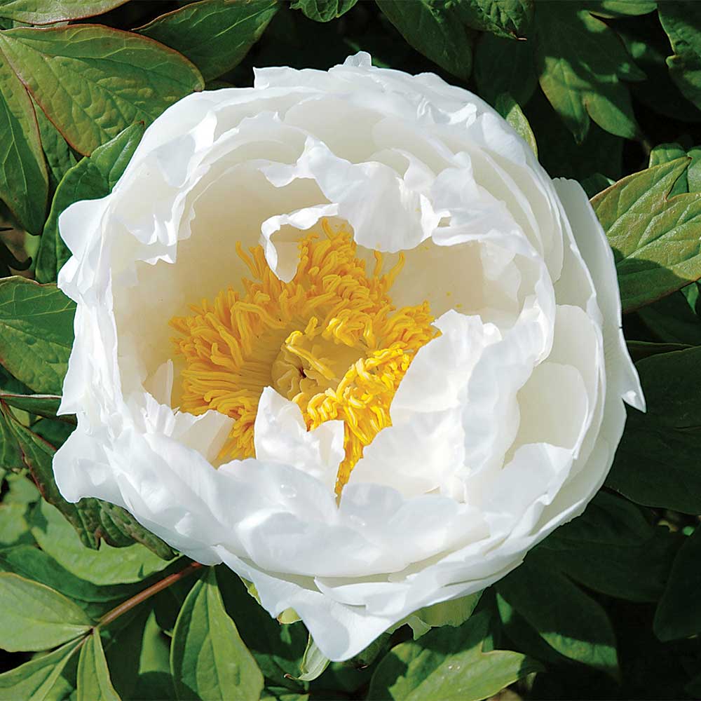 Paeonia suffruticosa 'Godaishu' - Tree Peony