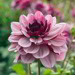  Dahlia 'Crème de Cassis'