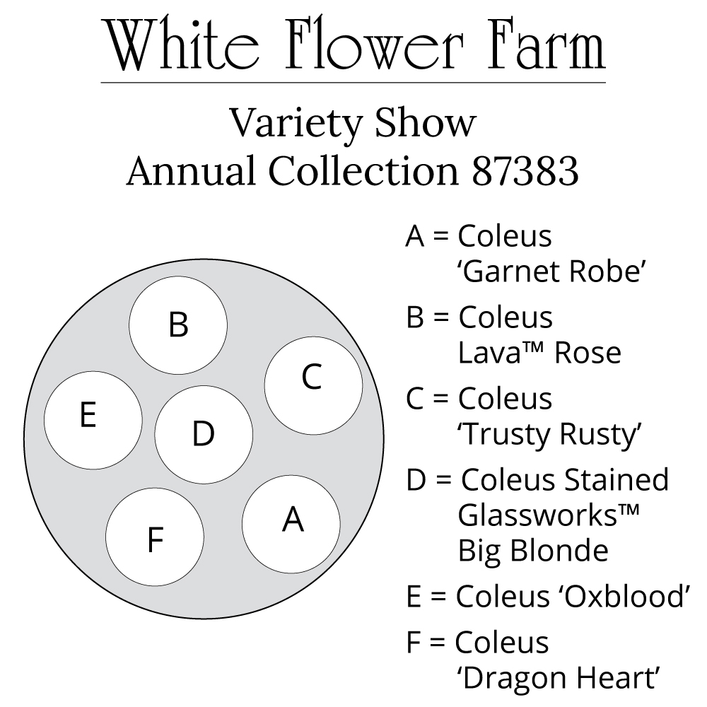 Variety Show Coleus Container Garden White Flower Farm