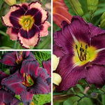  Sultry Eyes Hemerocallis Collection