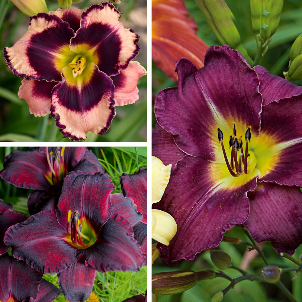 Sultry Eyes Hemerocallis Mix