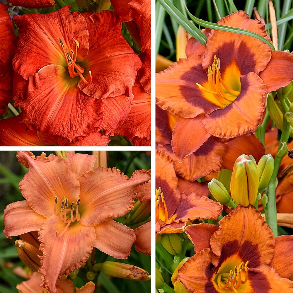 Sunset Glow Daylily Collection
