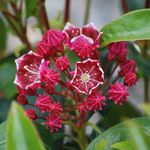 Kalmia