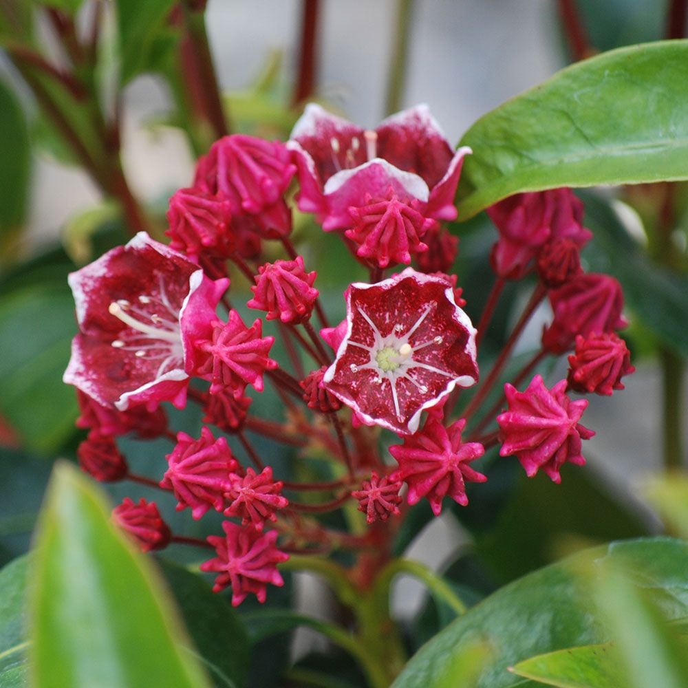 Shrubs for Shade & Part Shade
