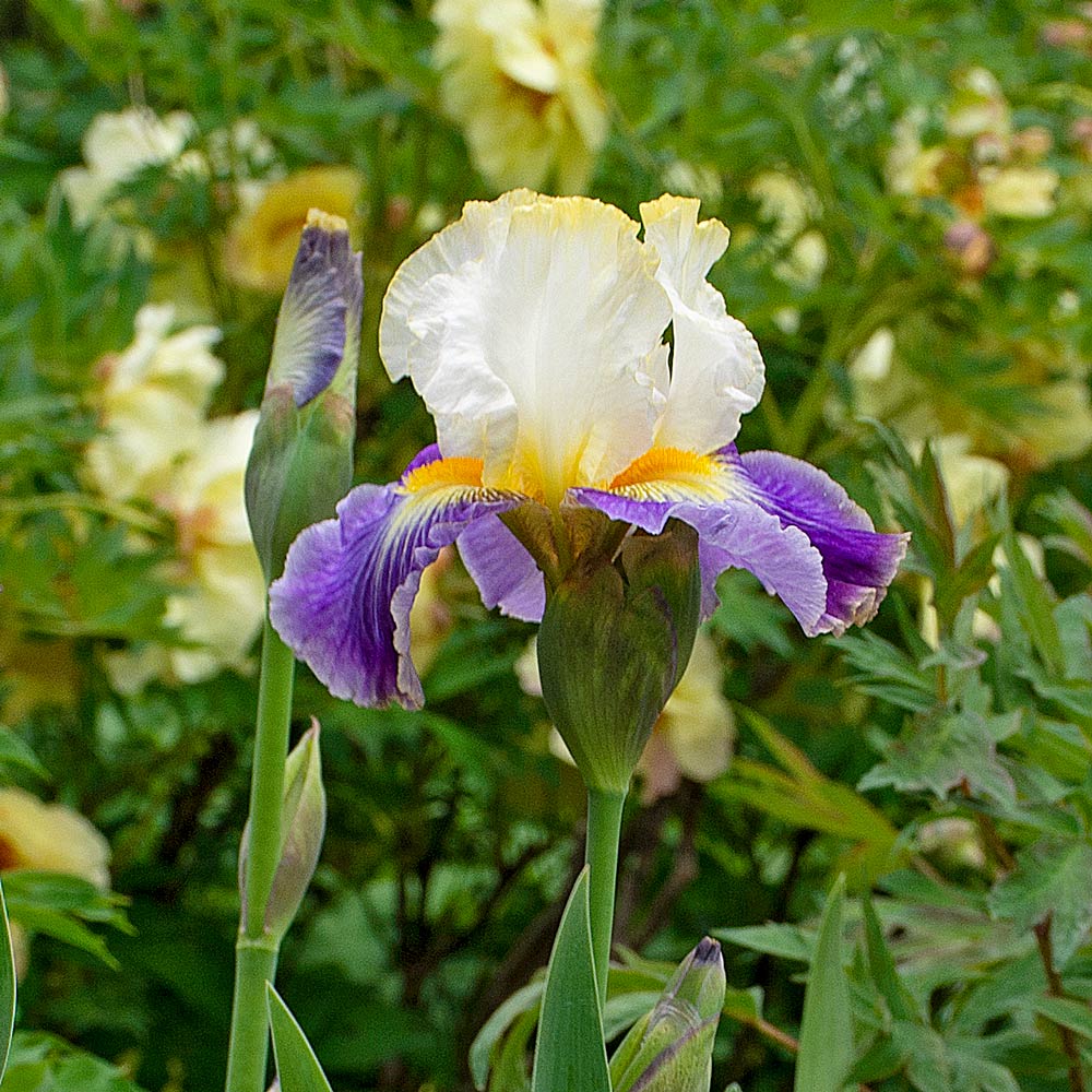 Iris germanica 'Uprising' White Flower Farm