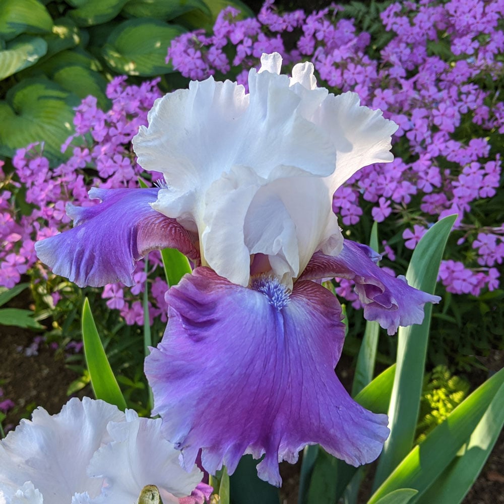 Iris germanica 'Off the Shoulder'