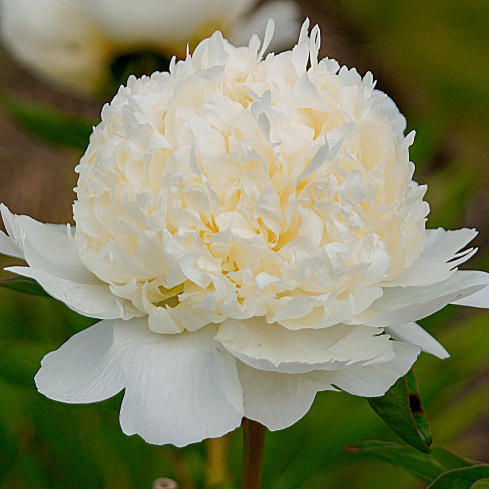 Peony 'Bridal Shower'