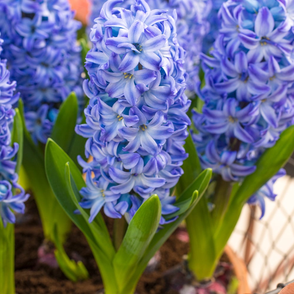 Long Blooming Early Spring Flowering Hyacinth Bulb Mixture 50 Bulbs Measuring 5 to 8 cm per Order.