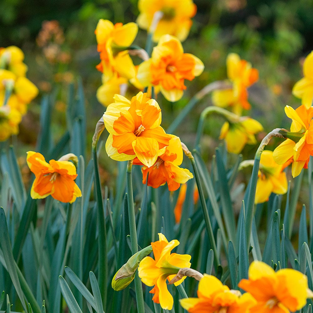 Narcissus 'Centannées'