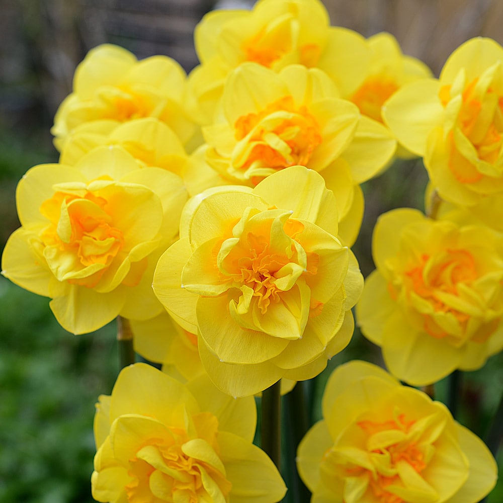 Narcissus 'Crackington'