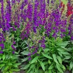 Cardinal Flower